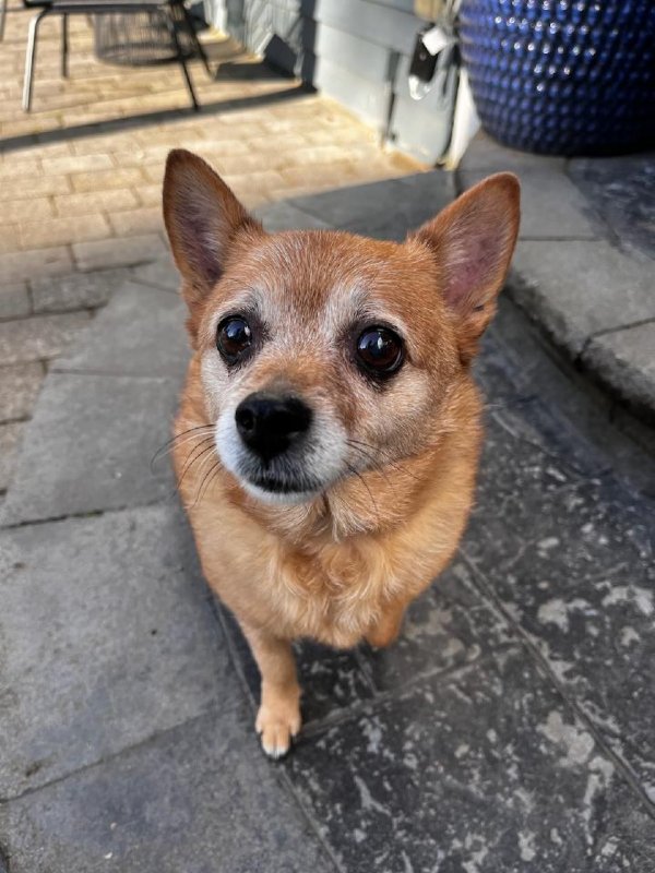 Safe Chihuahua in Everett, WA
