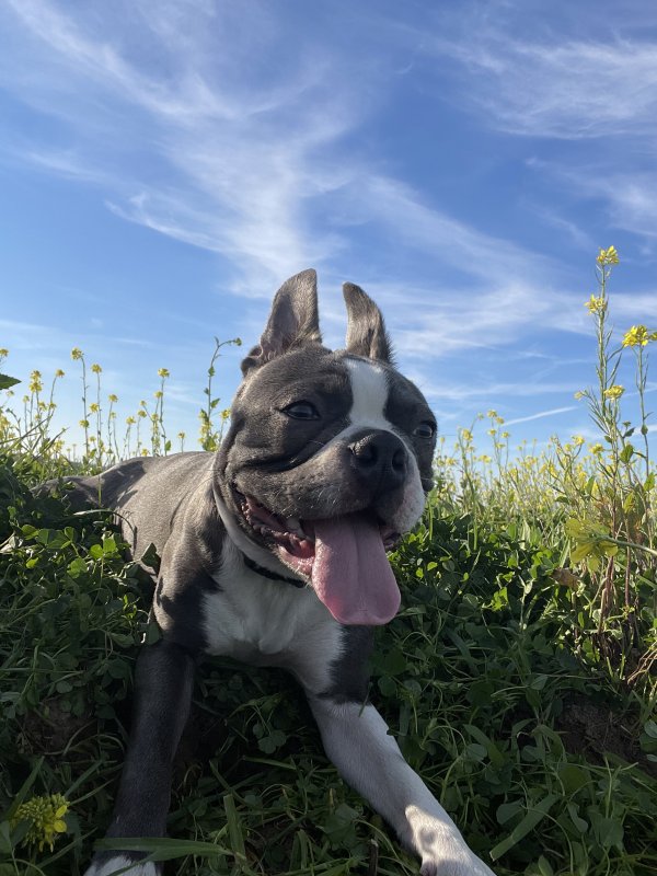 Safe Boston Terrier in Brookings, OR