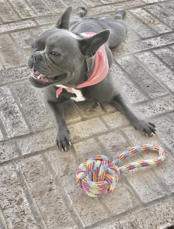 Safe French Bulldog in Manvel, TX