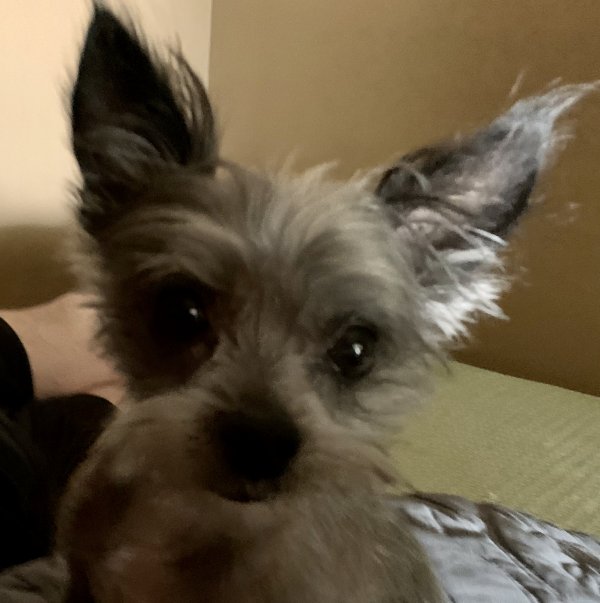 Safe Chihuahua in Milton, FL