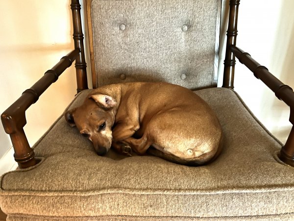 Safe Chihuahua in Fairburn, GA