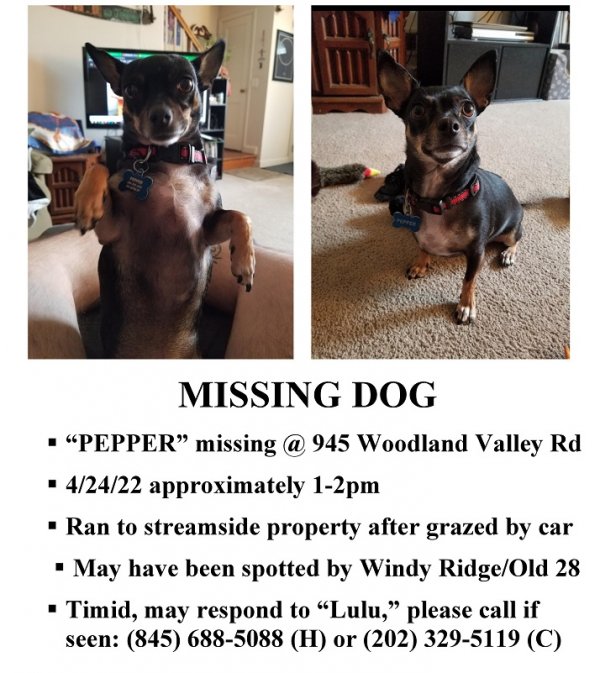 Safe Miniature Pinscher in Phoenicia, NY