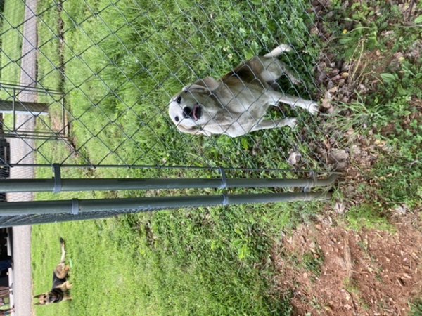 Safe Mutt in East Bend, NC