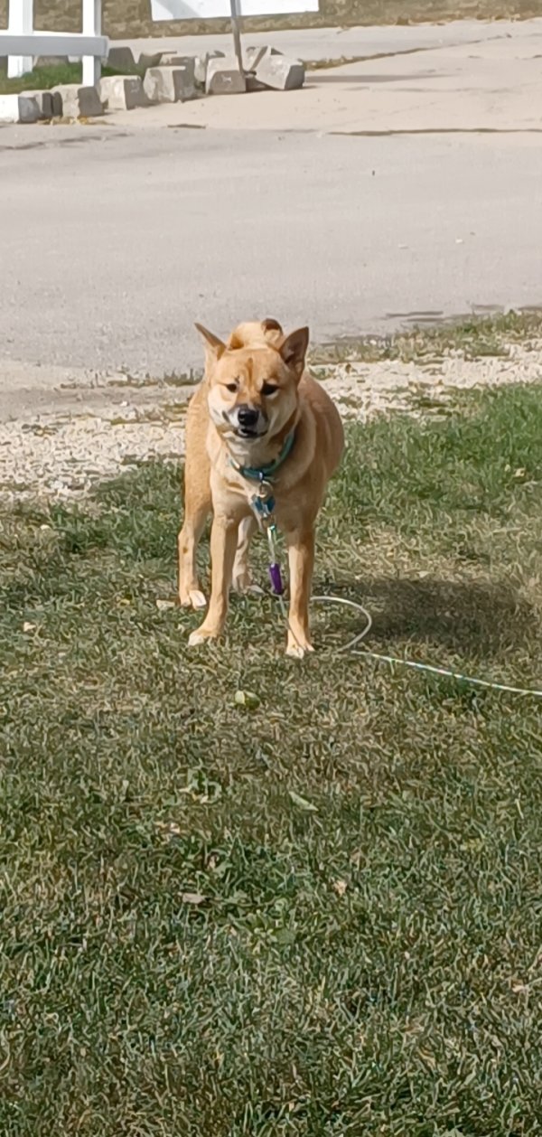 Safe Shiba Inu in Cedar Rapids, IA