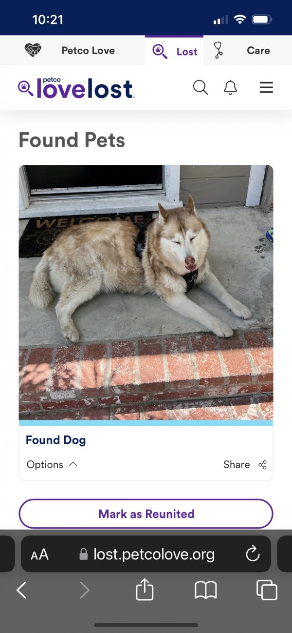 Safe Siberian Husky in Reseda, CA