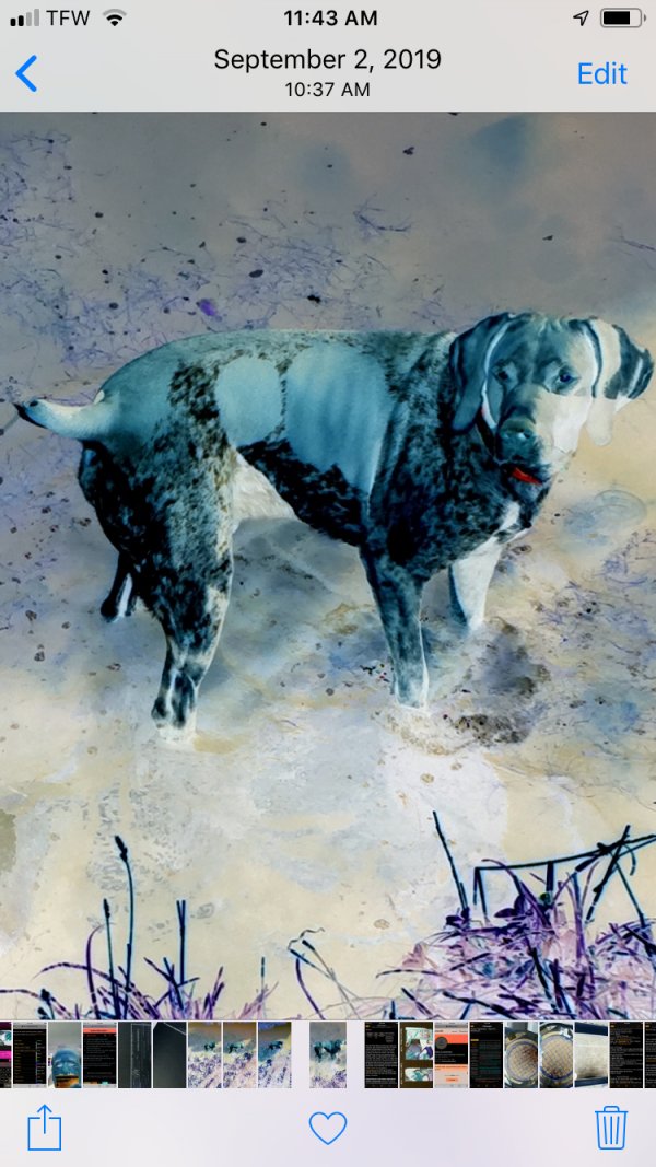 Safe German Shorthaired Pointer in Stamford, CT