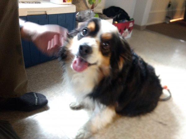 Safe Australian Shepherd in Bellingham, WA