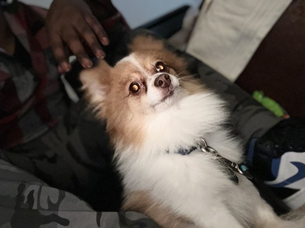 Lost Pomeranian in District Heights, MD