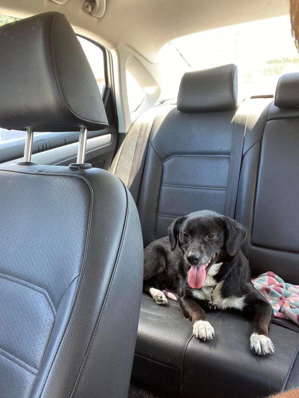 Safe Dog in Kissimmee, FL