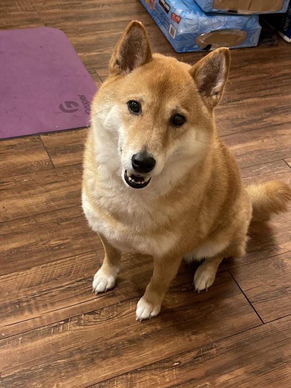 Safe Shiba Inu in Houston, TX