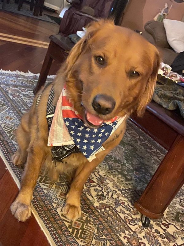 Safe Golden Retriever in Kendall Park, NJ