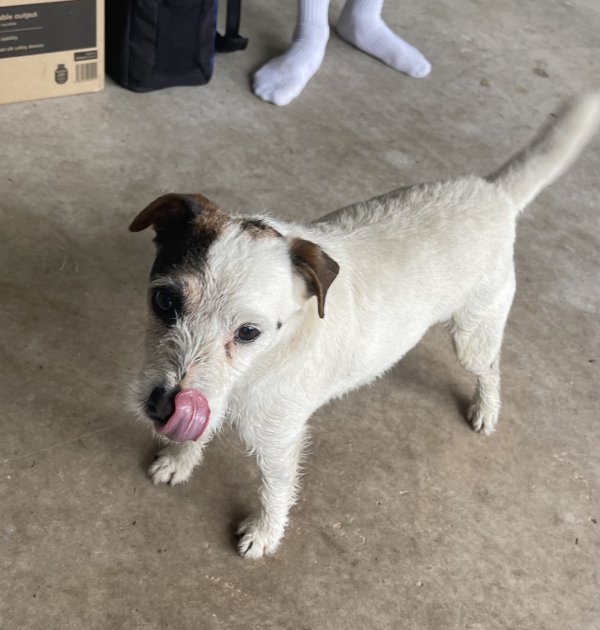 Found Mutt in Forest Hill, MD