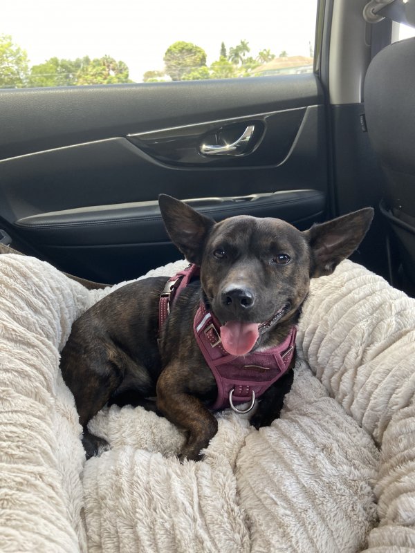 Found Mutt in Homestead, FL