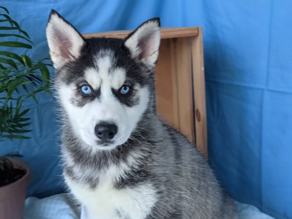 Safe Siberian Husky in Chicago, IL