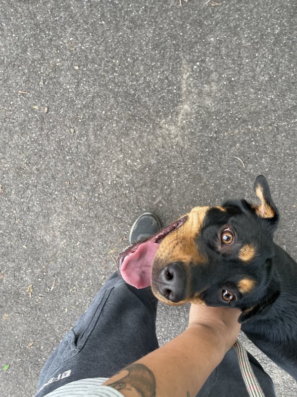 Found Mutt in North Canton, OH