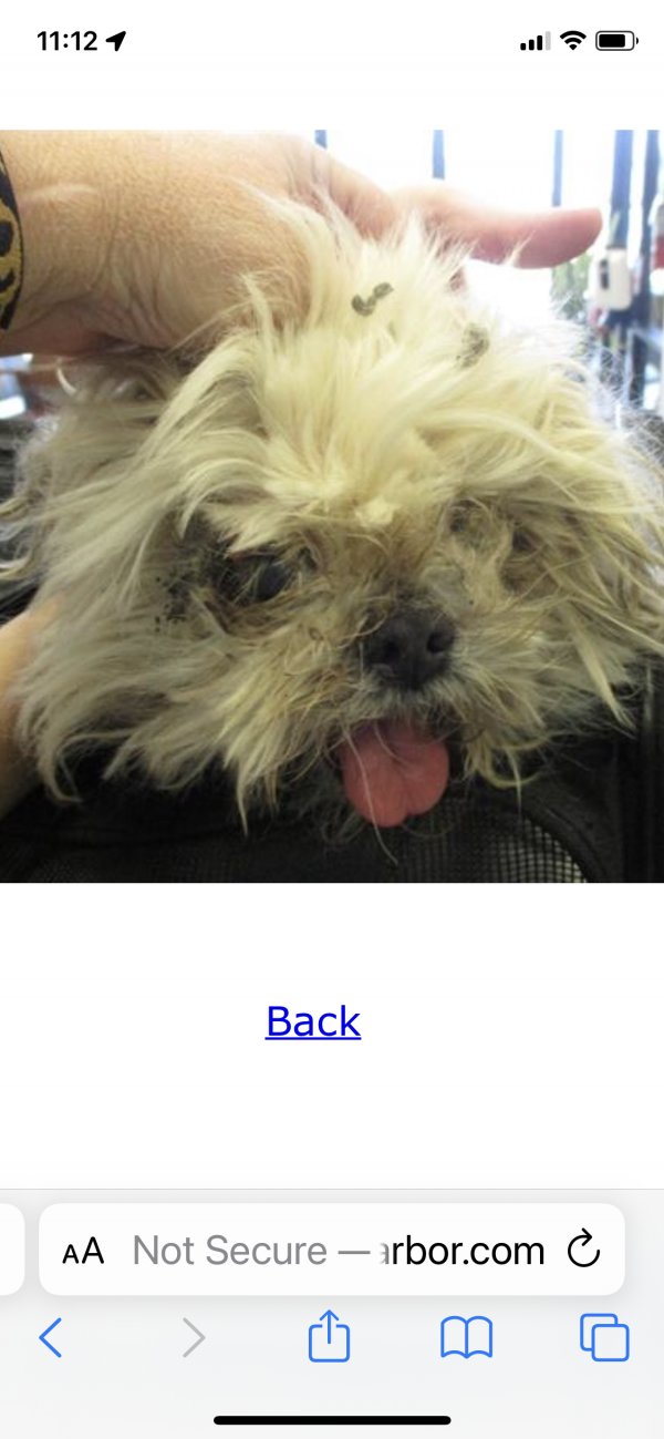 Safe Shih Tzu in Lady Lake, FL