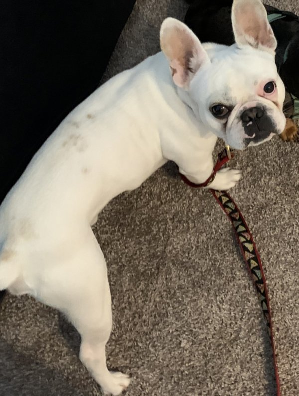 Safe French Bulldog in Saint Petersburg, FL