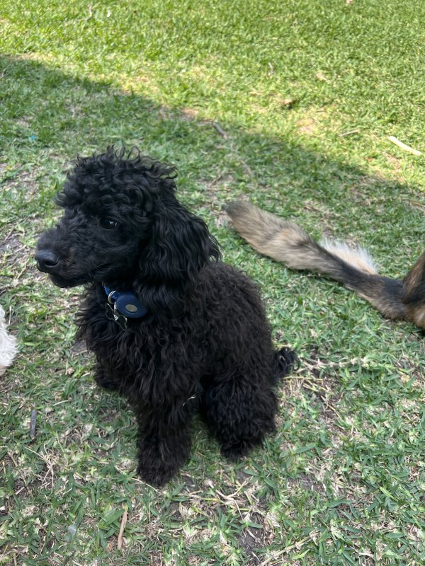 Safe Poodle in Houston, TX