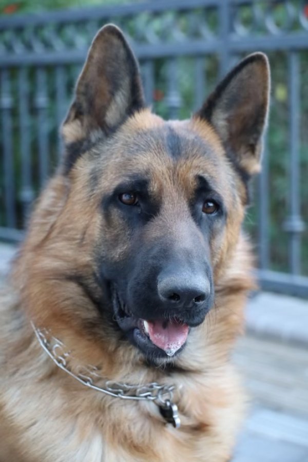 Safe German Shepherd Dog in Anaheim, CA