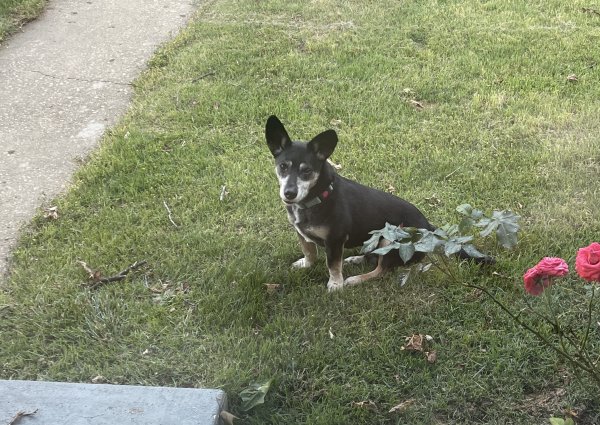 Safe Pembroke Welsh Corgi in Temple Hills, MD