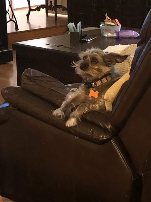 Lost Dog in Antioch, CA