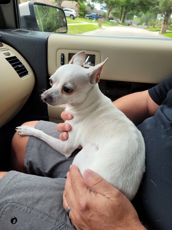 Found Chihuahua in Longwood, FL