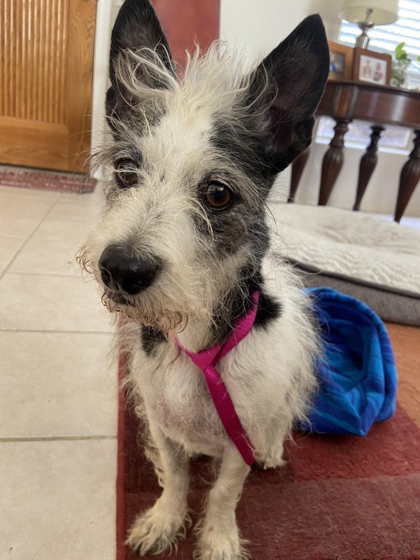 Safe Dog in Glendale, AZ