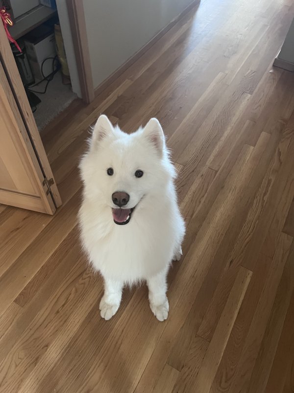 Safe Samoyed in Kirkland, WA