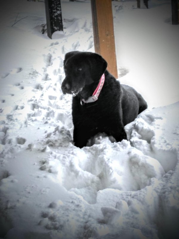 Safe Labrador Retriever in Burt, NY