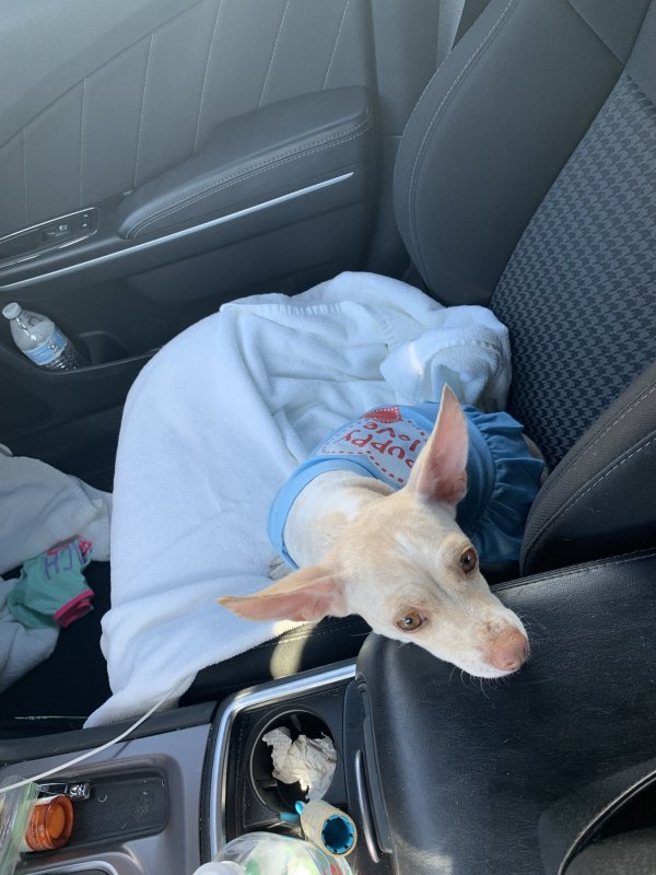 Safe Chihuahua in San Diego, CA