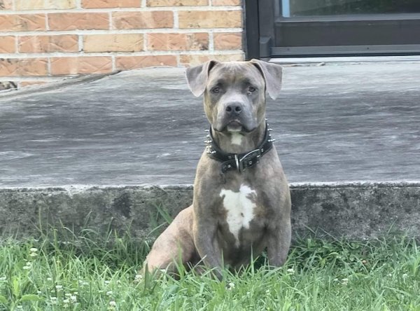 Safe Mutt in McMinnville, TN