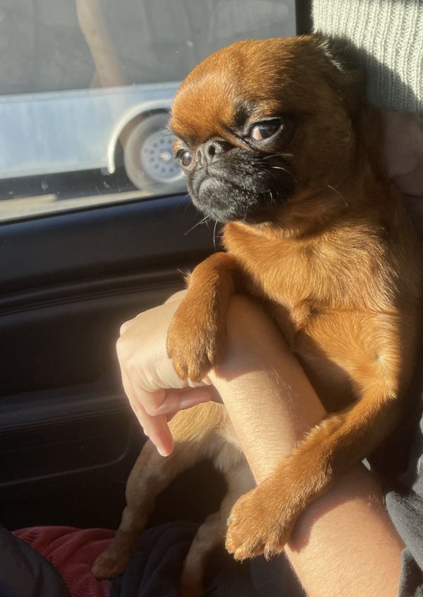 Safe Brussels Griffon in Malibu, CA