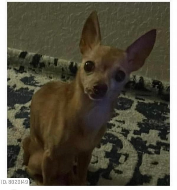 Lost Chihuahua in Davenport, FL