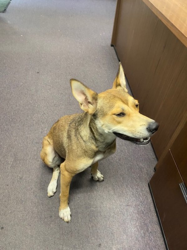 Safe Dog in Tampa, FL