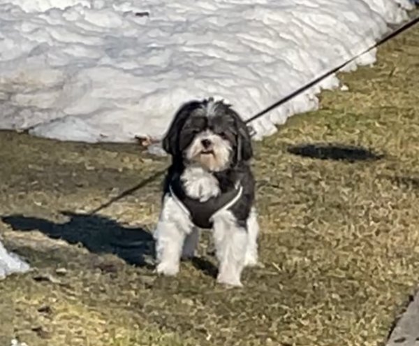 Safe Bichon Frise in Skokie, IL