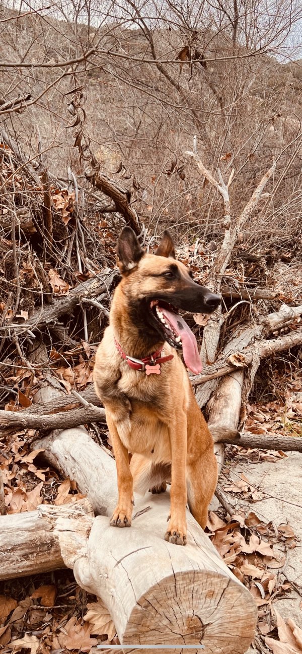 Safe Belgian Malinois in Fallbrook, CA