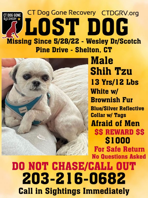 Safe Shih Tzu in Shelton, CT