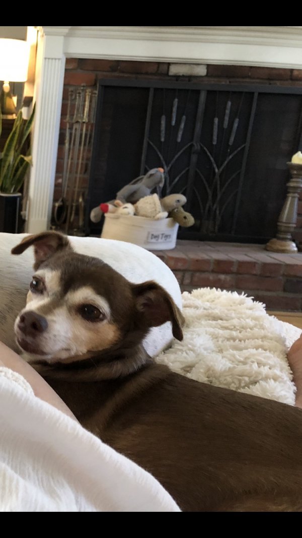 Safe Chihuahua in Riverside, CA