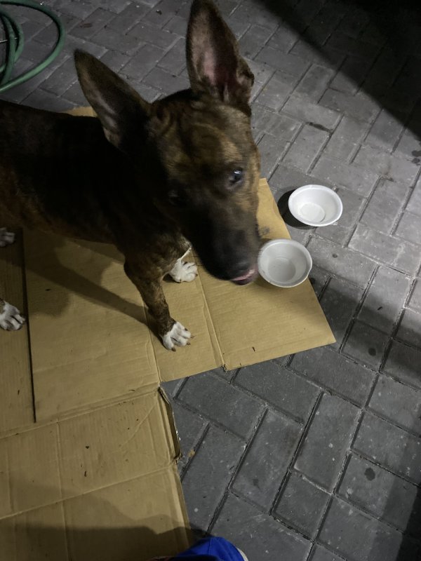Found Dog in Pompano Beach, FL