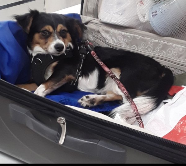 Safe Papillon in Phoenix, AZ