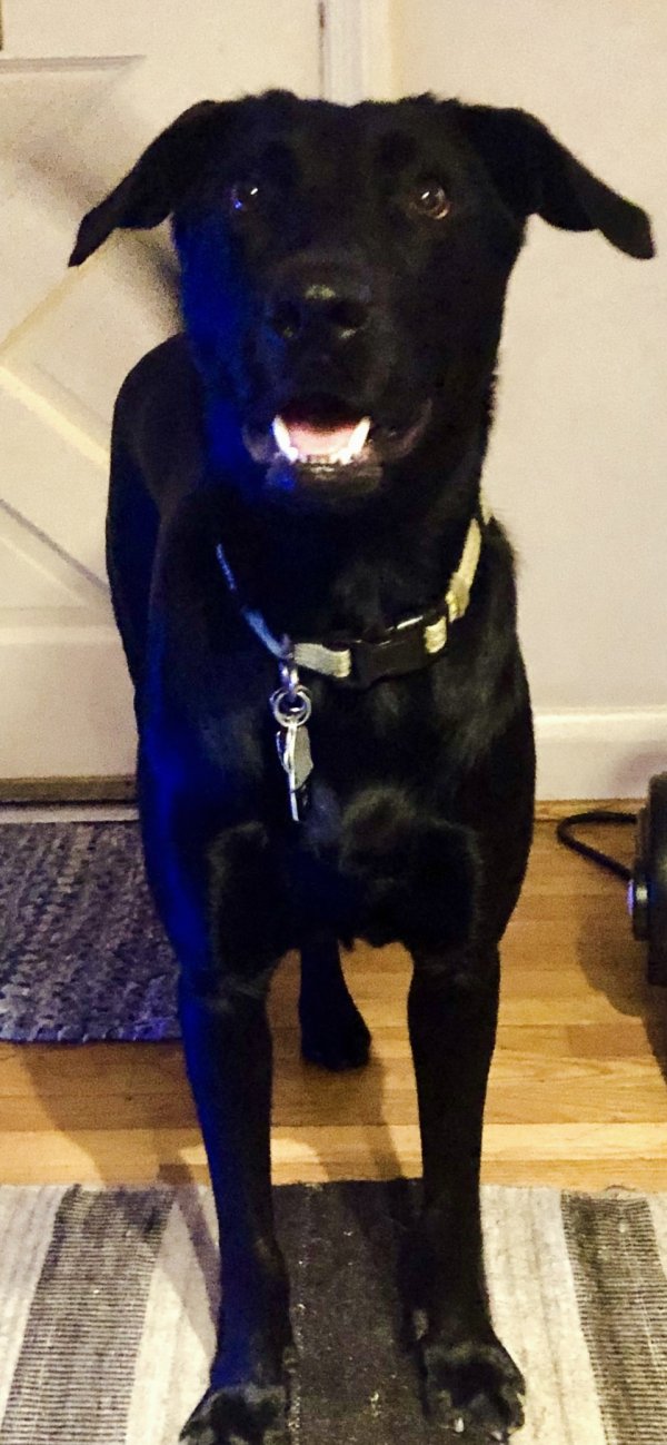 Safe Labrador Retriever in Baltimore, MD