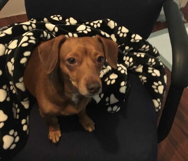 Safe Dachshund in Rosenberg, TX