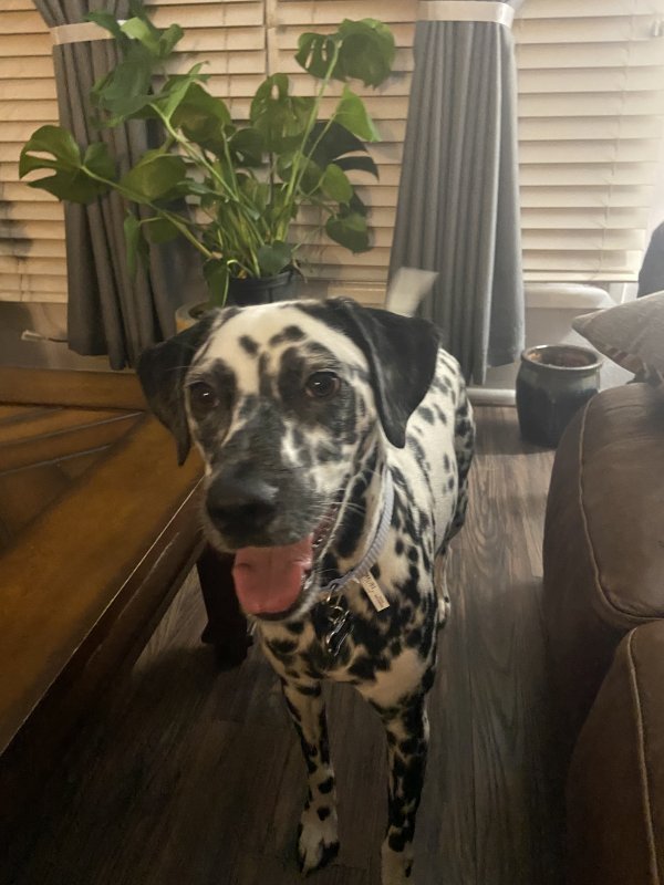 Safe Dalmatian in Talpa, TX