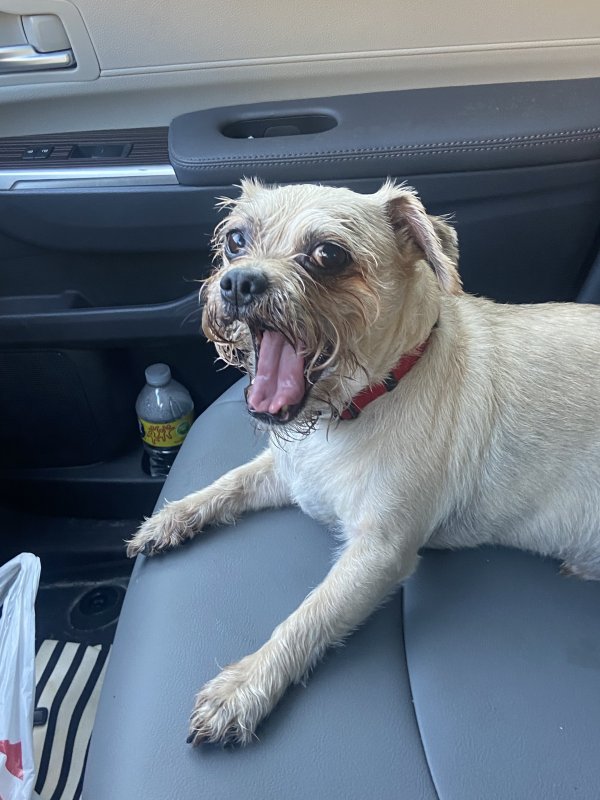 Safe Chihuahua in Largo, FL