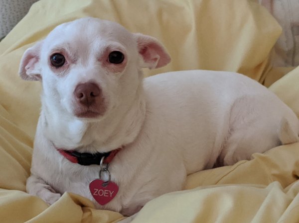Lost Chihuahua in Richboro, PA