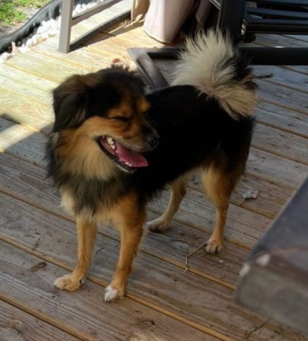 Safe Mutt in Fort Lauderdale, FL