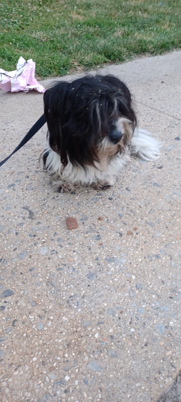 Safe Shih Tzu in Bronx, NY