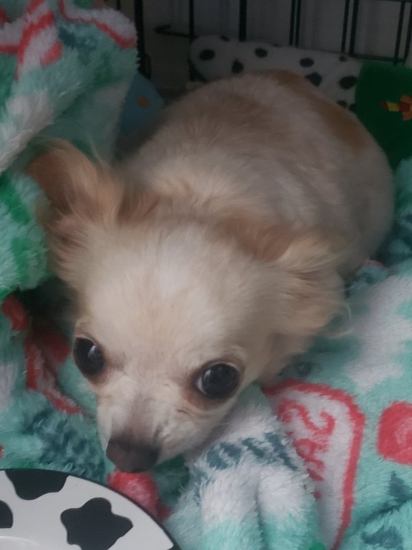 Found Chihuahua in Tampa, FL