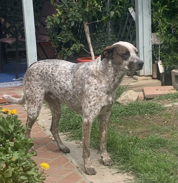 Safe Australian Cattle Dog in Santa Paula, CA