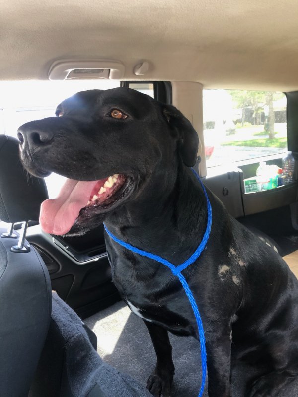 Safe Labrador Retriever in Los Angeles, CA